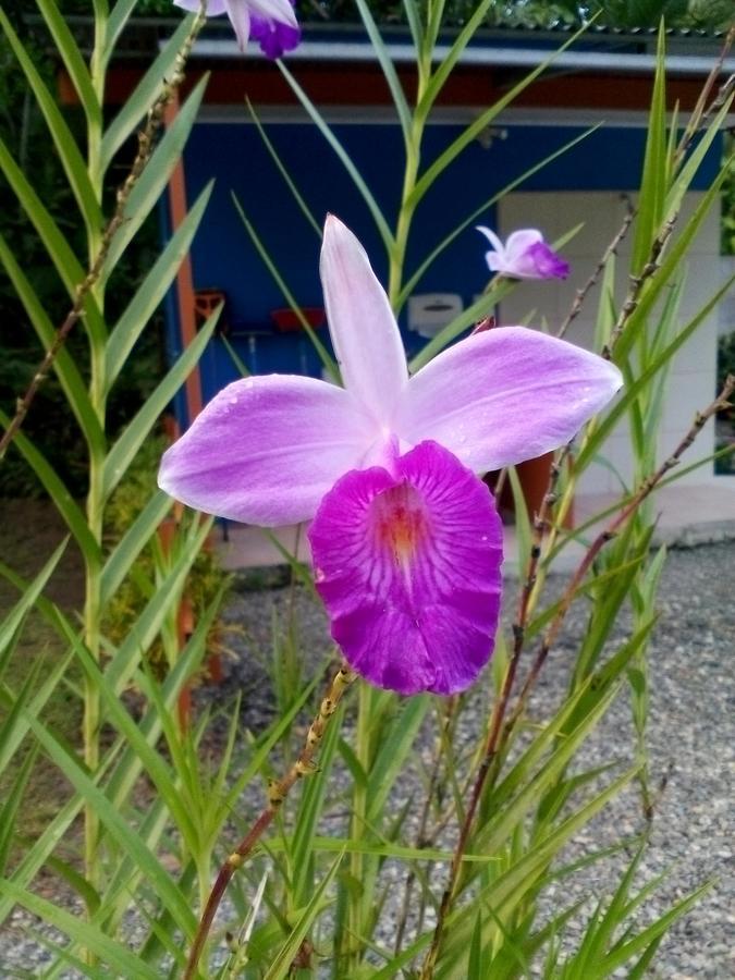 Puerto Vargas Lodge 卡维塔 外观 照片