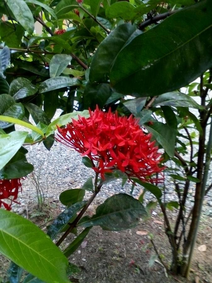 Puerto Vargas Lodge 卡维塔 外观 照片